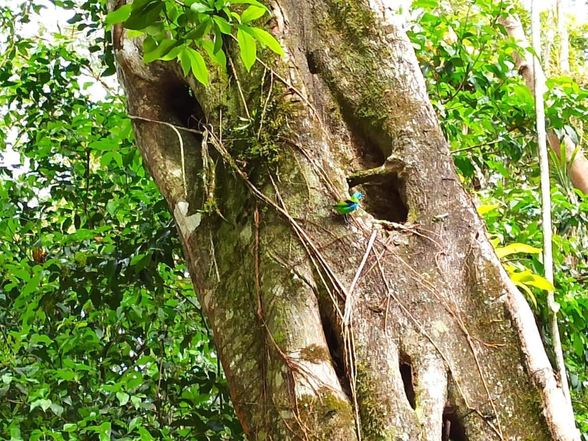 Recanto Da Margo 1, Casa Com Acesso A Cachoeira Paraty Zewnętrze zdjęcie