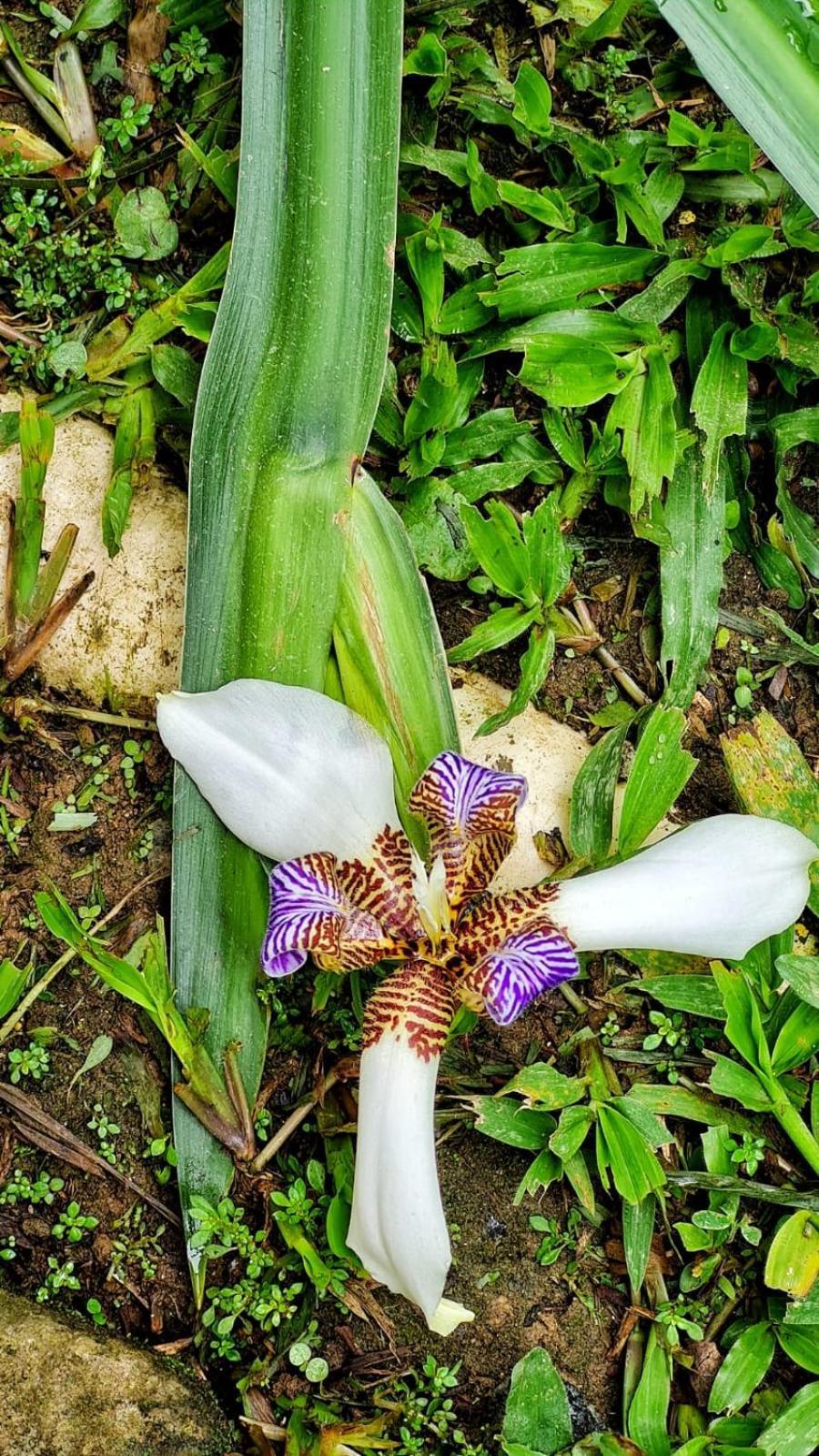 Recanto Da Margo 1, Casa Com Acesso A Cachoeira Paraty Zewnętrze zdjęcie